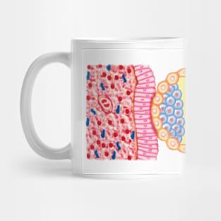 Blastocyst Formation, illustration (C025/6742) Mug